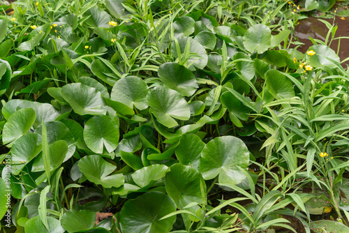 Wallpaper Mural aquatic plants (mostly lily pads) in an outdoor garden Torontodigital.ca