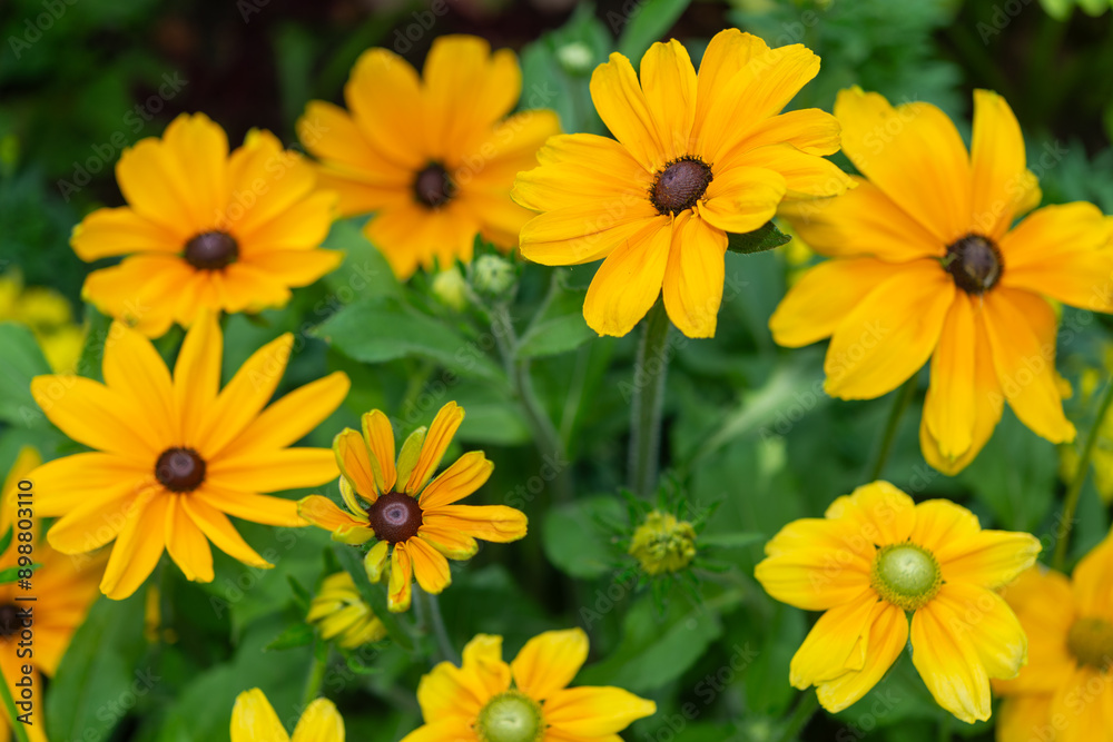 rudbeckia flowers in summer rudbeckia flowers in summer