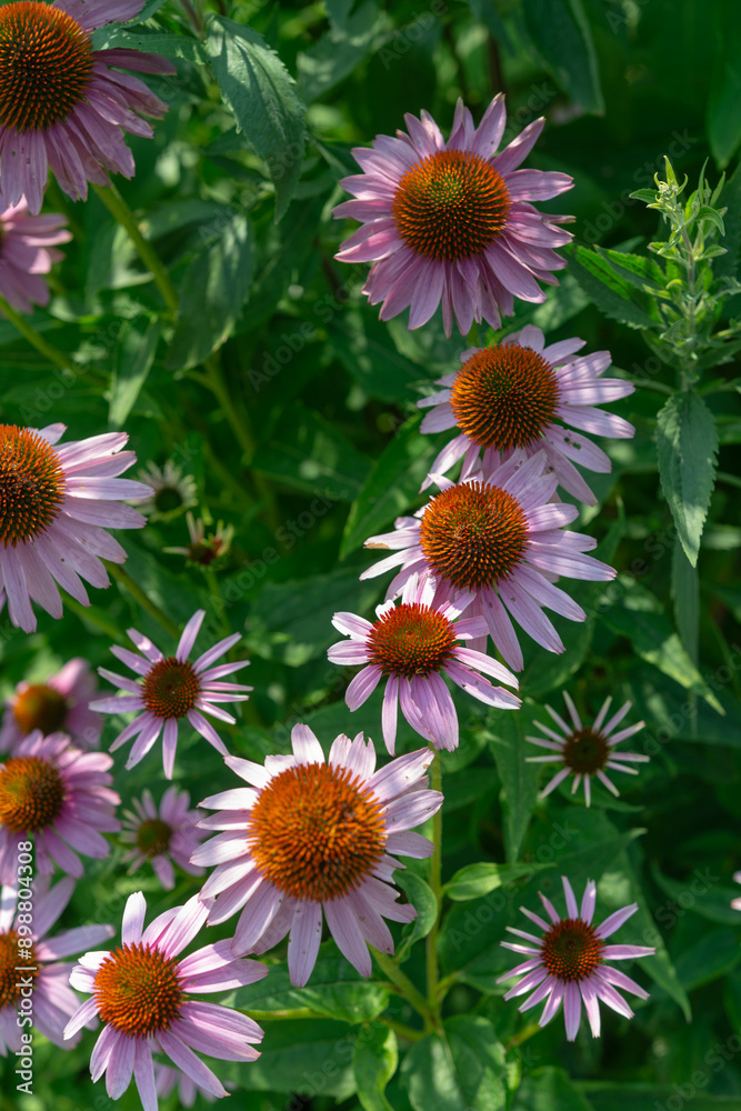 purple coneflowers in bloom in mottled light purple coneflowers in bloom in mottled light