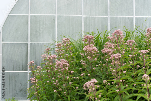 butterfly garden and glass house wall (Eutrochium purpureum also known as Joe-Pye weed) photo