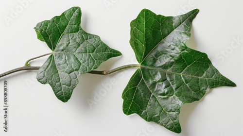 Complete petiole attached leaf of hedera helix on light background photo