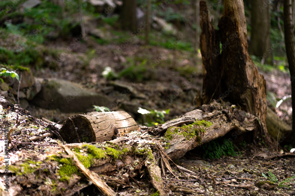 stump in the woods