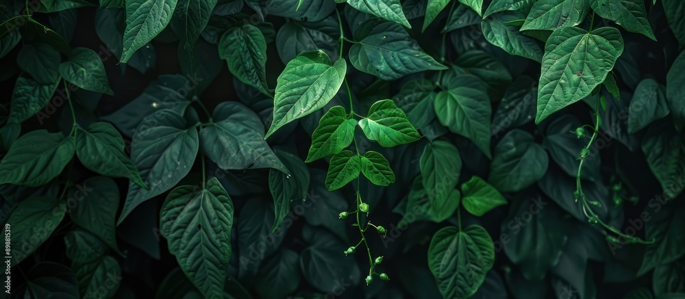 Fototapeta premium Jungle bush of three-leaved wild vine cayratia