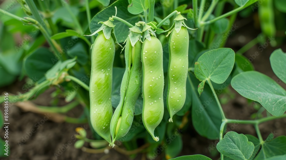 Fresh peas growing on vines in a sunny garden during spring Fresh peas growing on vines in a sunny garden during spring
