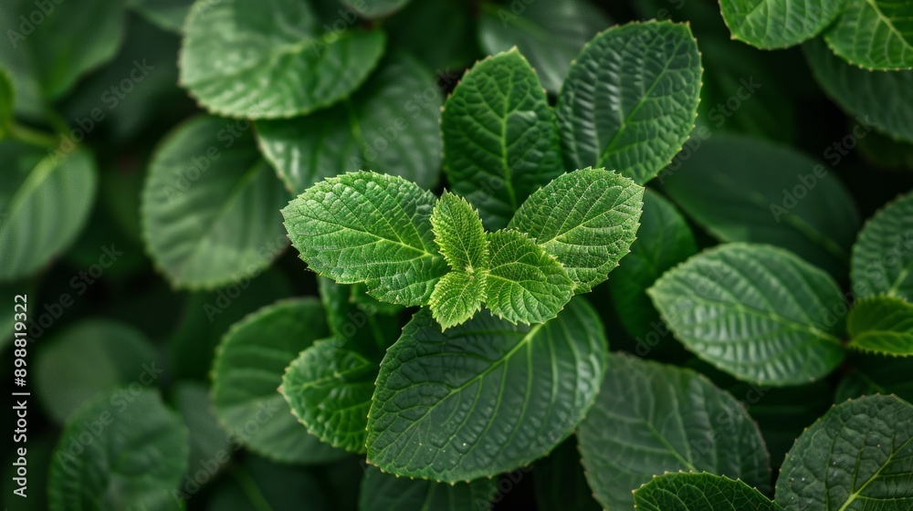 Fresh green leaves close up displaying natural leaf patterns in lush environment Fresh green leaves close up displaying natural leaf patterns in lush environment