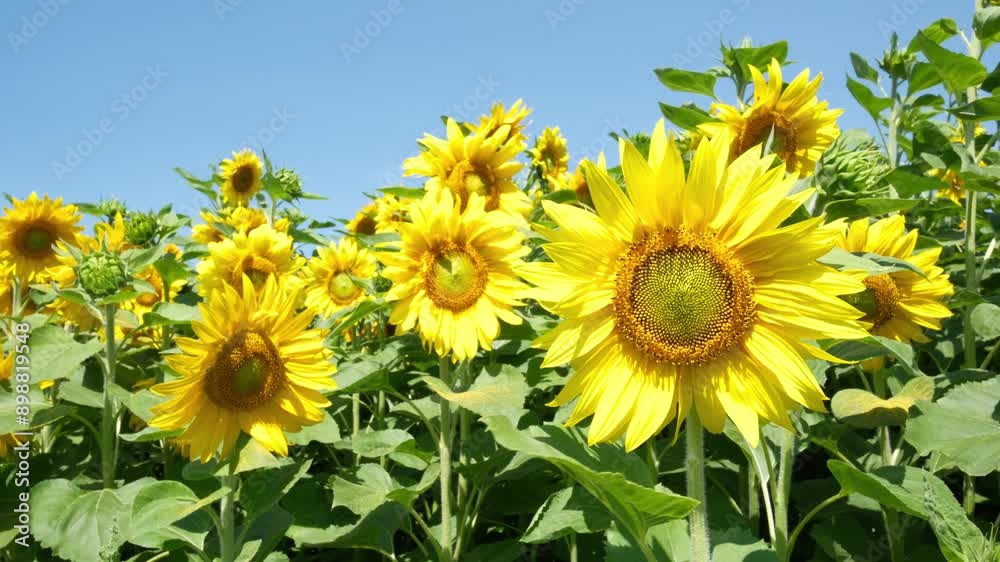 Blooming sunflowers on a background of blue sky Blooming sunflowers on a background of blue sky