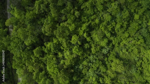 Top down sideways drone shot of dense forest with road and sun