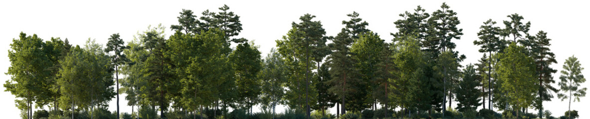 Frontal view Forest mixed trees (birch, sycamore platanus, spruce, pine, maple and other) isolated png on a transparent background premium cutout day lighting