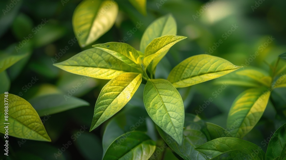 Fototapeta premium Foliage glowing in soft light at midday in a lush garden