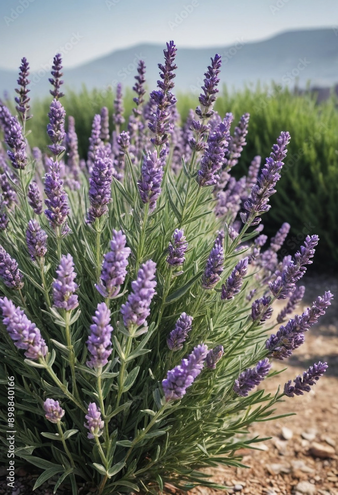 Fototapeta premium A blooming lavender bush. 