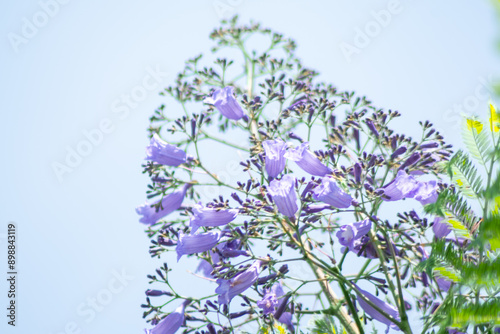 JACARANDA