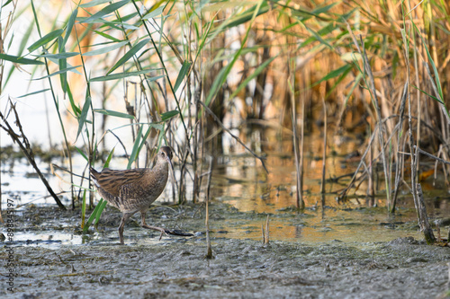 Water Rail Rallus aquaticus in the wild photo