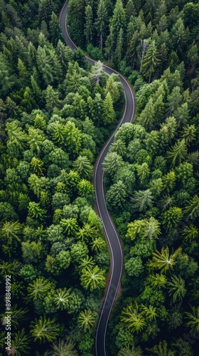 Winding Road Through Forest