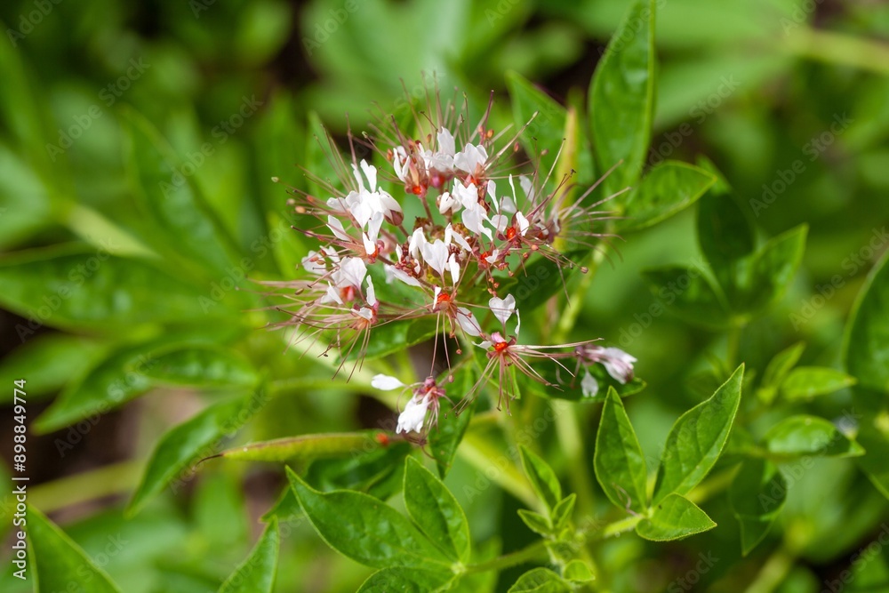 African gabbage, Cleome gynandra African gabbage, Cleome gynandra