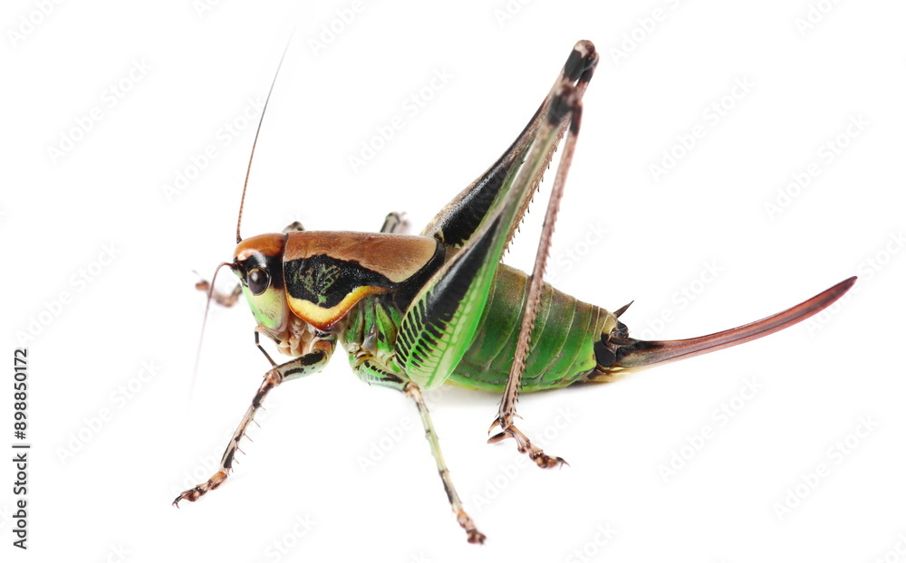Fototapeta premium Bush Cricket, Eupholidoptera chabrieri female isolated on white, side view