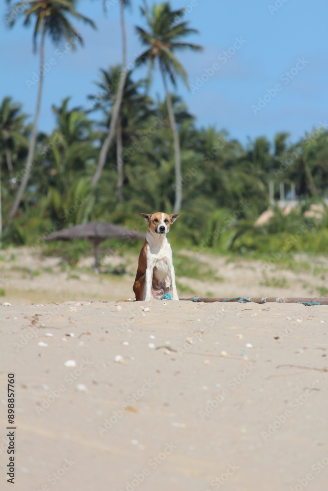 Obraz premium Paisagem na praia com cachorro centralizado