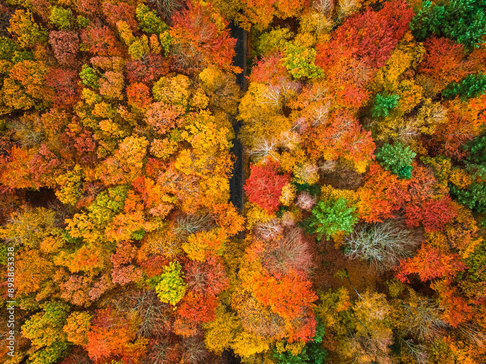 Top down view of yellow forest in autumn. Top down view of yellow forest in autumn.