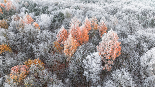 Frozen colorful forest with...