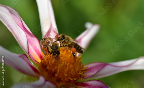 Biene in einer Dahlienblüte photo