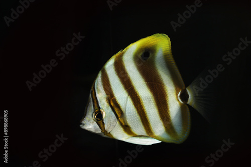 Ocellate Coralfish or Kite butterflyfish (Parachaetodon ocellatus) photo