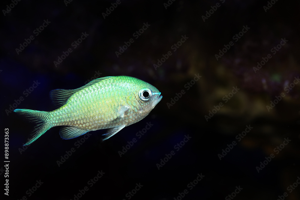 Black axil Chromis (Chromis atripectoralis) Black axil Chromis (Chromis atripectoralis)