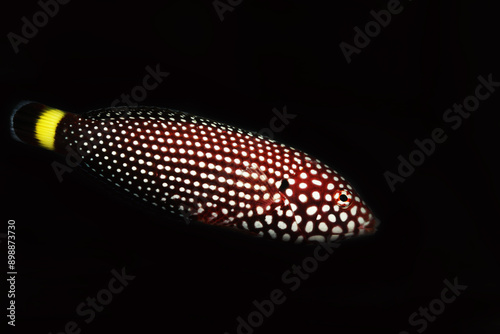 ฺFemale black tail or White-spotted wrasse (Anampses melanurus) photo