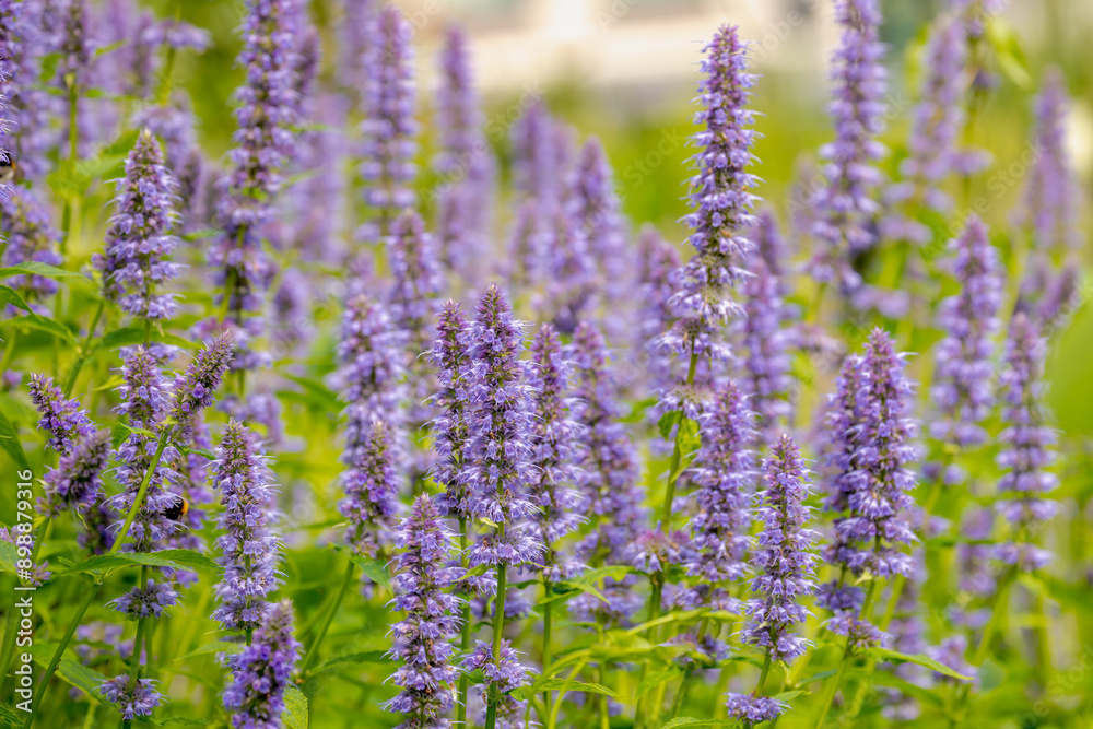 Obraz premium Selective focus of purple blue flower Korean mint in the garden, Blue Fortune or Agastache rugosa also known as wrinkled giant hyssop is an aromatic herb in the mint family, Nature floral background.