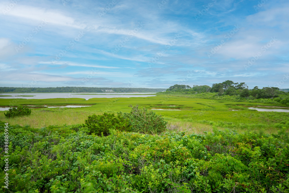 Obraz premium Wildlife preserves on Marthas Vineyard 2024