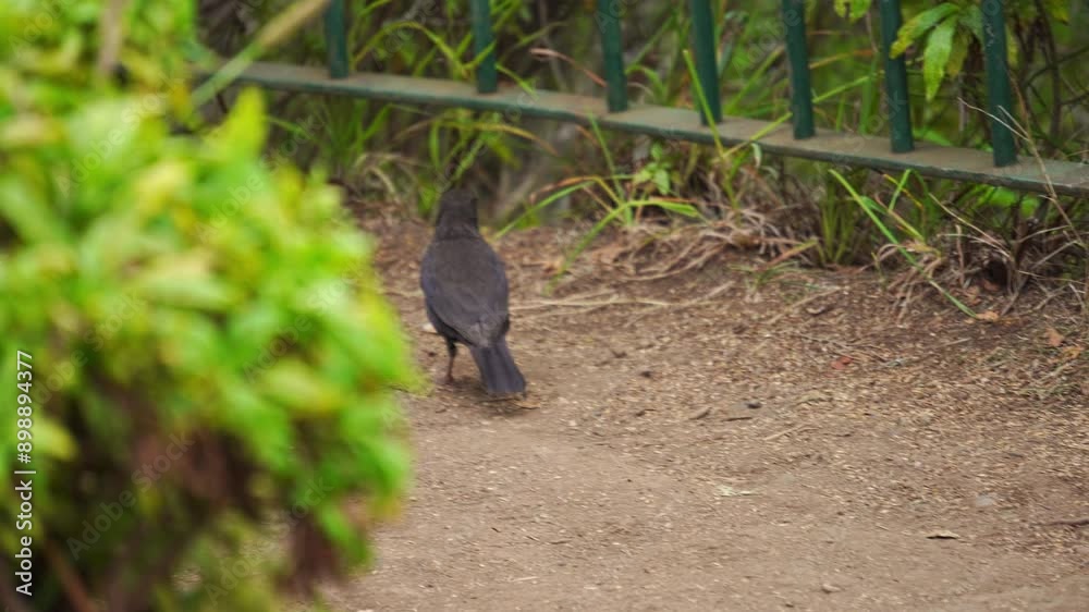 Eurasian common blackbird, Turdus merula cabrerae with a yellow beak walks on green grass in a park, looking for food. The bird is in its natural habitat in portuguese island Madeira Eurasian common blackbird, Turdus merula cabrerae with a yellow beak walks on green grass in a park, looking for food. The bird is in its natural habitat in portuguese island Madeira