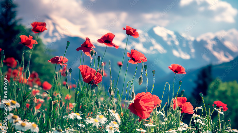 Fototapeta premium landscape in the alps with red poppy flower meadow and snow capped trees in background