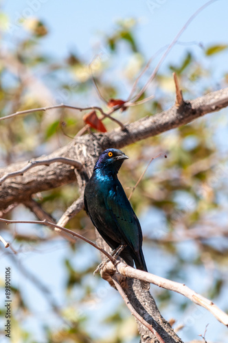 Telephoto of a pale-winged starling - Onychognathus nabouroup- sitting in a tree in Namibia. photo