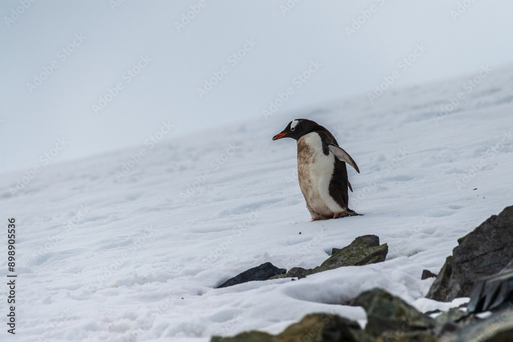 Fototapeta premium Close-up of a Gentoo Penguin -Pygoscelis papua- walking along a penguin highway in a snowy landscape of the colony at Danco island, on the Antarctic Peninsula