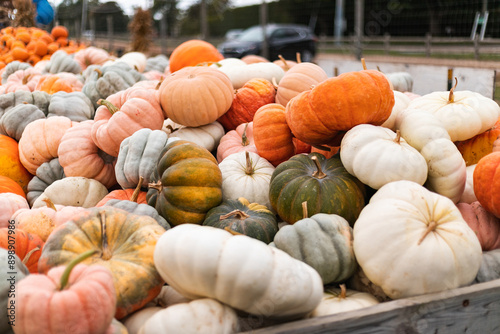 Fotografie Several varieties of pumpkins available for sale at a local farm in the Fall