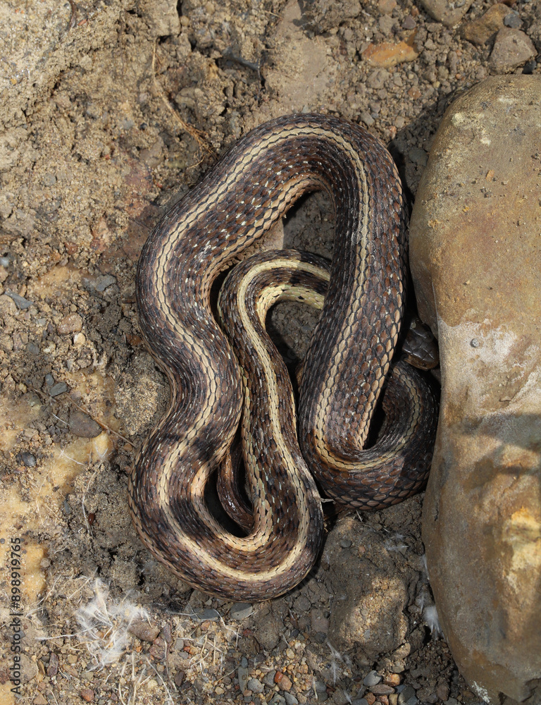 Obraz premium A harmless common garter snake (Thamnophis sirtalis) hiding its head as it curls up next to a rock. 