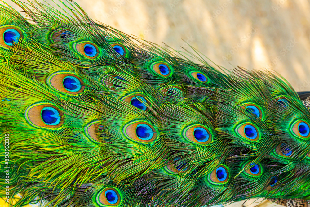 Obraz premium Close-up of peacock feathers,Peacock macro feathers. Blue green glowing surface nature texture exotic bird vibrant color. Beautiful decorative iridescent background close up photo