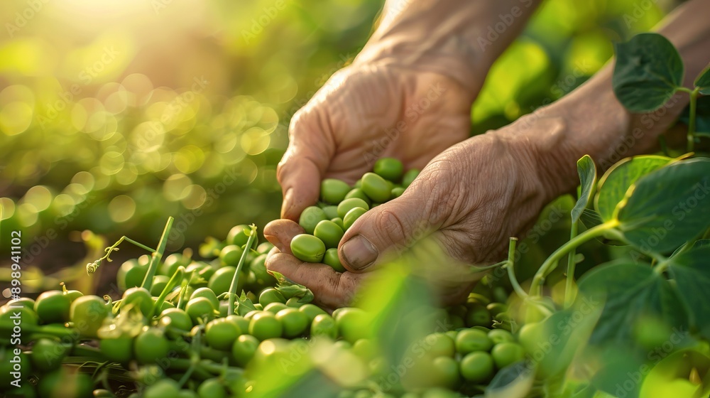 Elderly Farmer Picking Fresh Green Peas from a Lush Garden. Concept of Organic Farming, Gardening, Manual Harvesting, Sustainable Agriculture Elderly Farmer Picking Fresh Green Peas from a Lush Garden. Concept of Organic Farming, Gardening, Manual Harvesting, Sustainable Agriculture