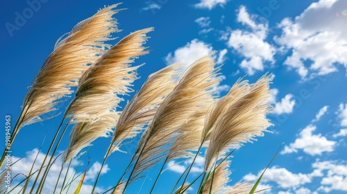 Pampas grass flower swaying under blue sky photo