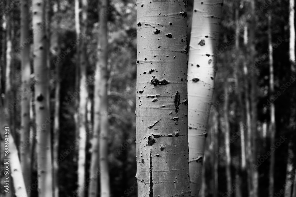 Fototapeta premium black and white photo of aspen trees in the forest with light and shadows, steamboat colorado