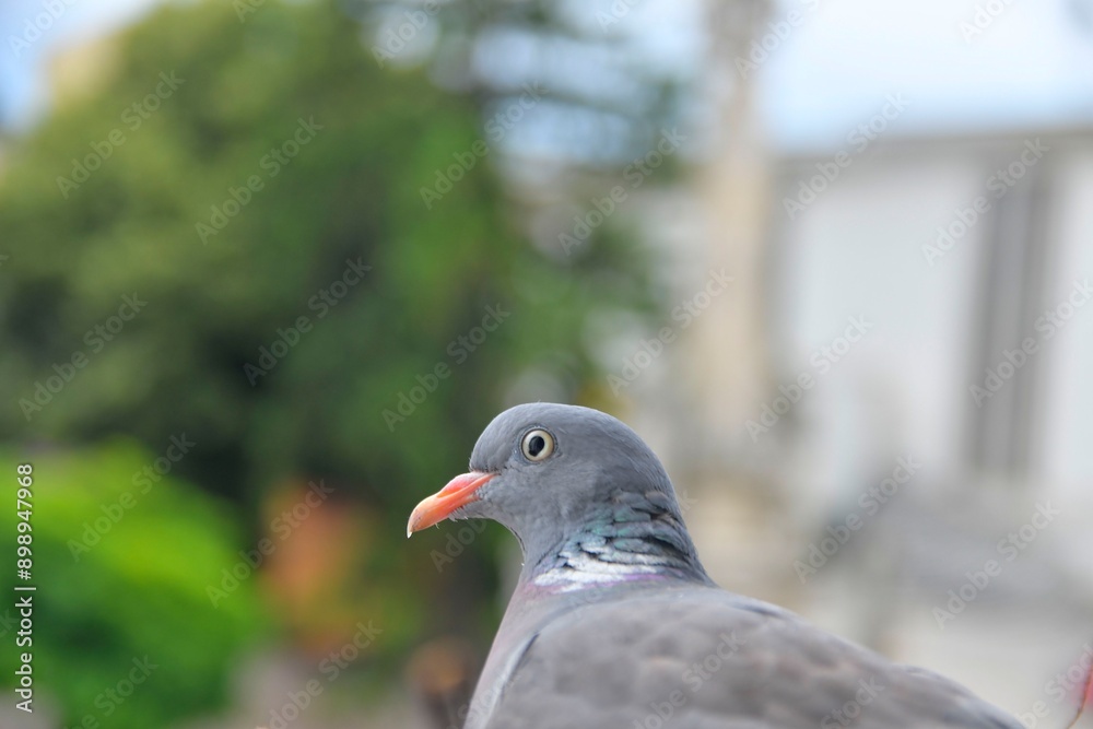 The head of a dove. A dove sits in a nest outside the window. Pigeons in the city The head of a dove. A dove sits in a nest outside the window. Pigeons in the city