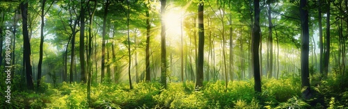 A serene forest scene with sunlight filtering through tall trees, illuminating the lush greenery. photo