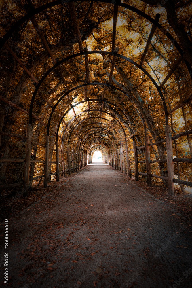 Charming Forest Tunnel of Branches and Trees, Rustic Autumn Path with Canopy of Leaves, Light and Shadows Creating a Tranquil Atmosphere for Nature Walks, parks and green spaces Outdoors Charming Forest Tunnel of Branches and Trees, Rustic Autumn Path with Canopy of Leaves, Light and Shadows Creating a Tranquil Atmosphere for Nature Walks, parks and green spaces Outdoors