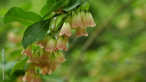 Close up image of red and white flowers on shrub - Enkianthus campanulatus (Miq.) G.Nicholson (Red vein enkianthus)