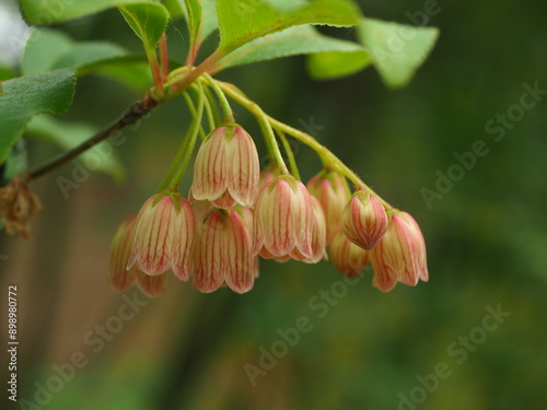 Close up image of red and white flowers on shrub - Enkianthus campanulatus (Miq.) G.Nicholson (Red vein enkianthus) photo