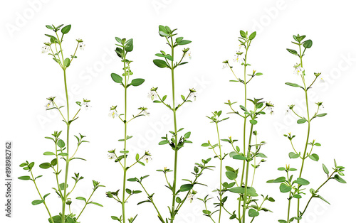 Bishops weed isolated on white background.