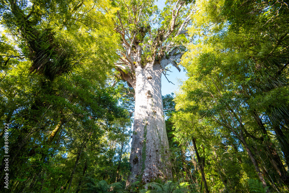 Obraz premium Tane Mahuta Kauri Tree - New Zealand