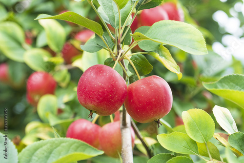 Close-up of two crab apples(Malus prunifolia) with leaf and branch on an orchard near Mungyeong-si, South Korea 