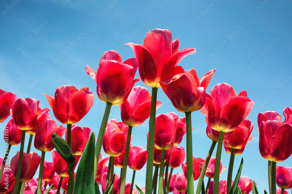 Obraz premium red tulips against blue sky