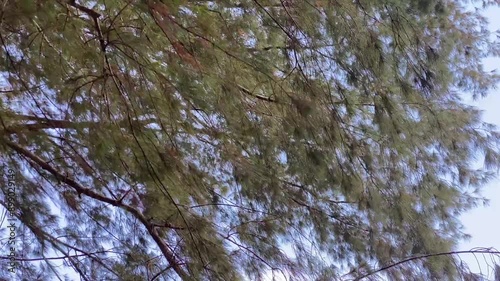 trees in the forest