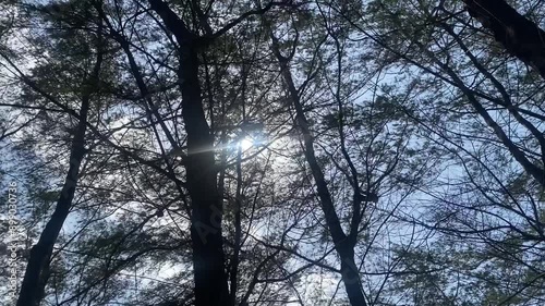 sun in the forest
