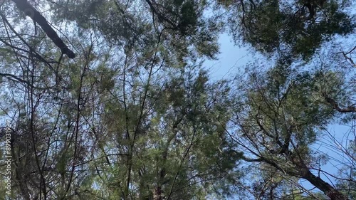sky and trees